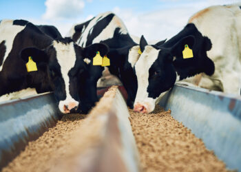 المضادات الحيوية