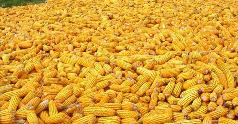 زامبيا تعلق الضرائب على واردات الذرة لمعالجة النقص الناجم عن الجفاف