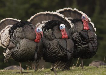 ملك العزومات.. كيلو اللحم بـ105 والكتكوت بـ230 جنيه.. الوضع في سوق طيور الرومي