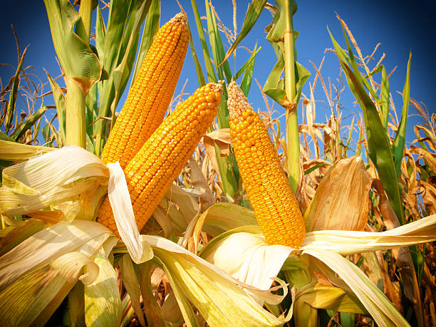 وزارة الزراعة الأمريكية تخفض توقعات مخزونات الذرة في الموسم الحالي والمقبل