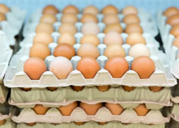 خاص| شعبة بيض المائدة: تراجع أسعار البيض بالمزارع مؤقت والإرتفاع يعود خلال أيام