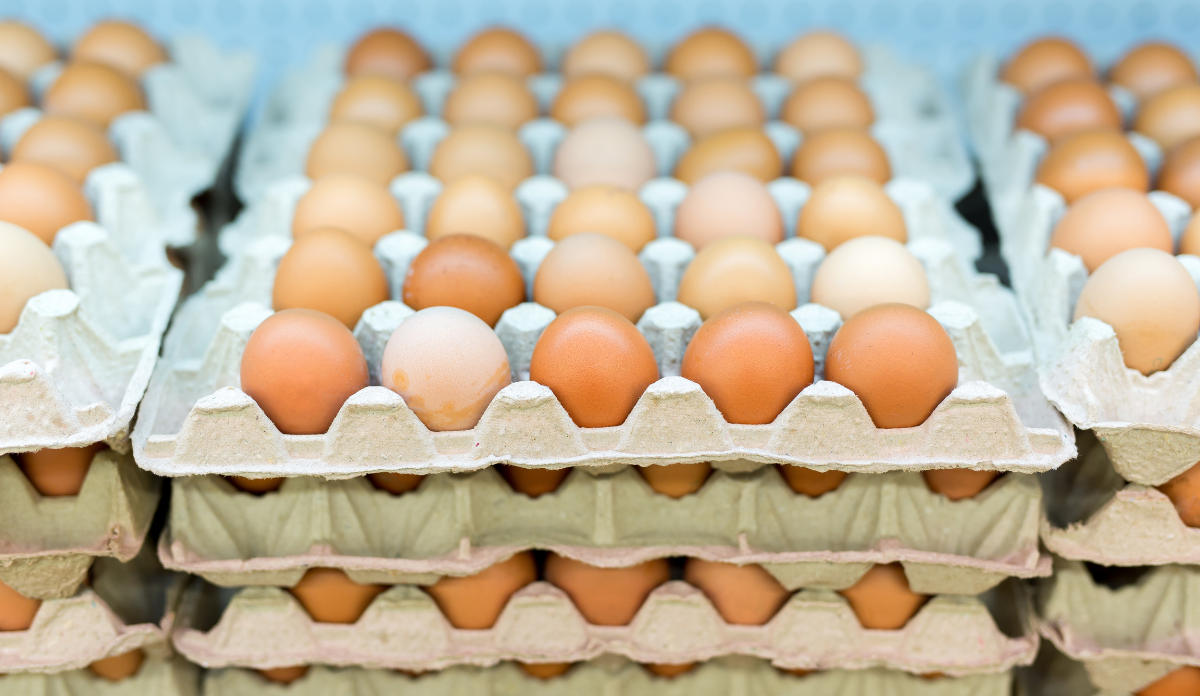خاص| شعبة بيض المائدة: تراجع أسعار البيض بالمزارع مؤقت والإرتفاع يعود خلال أيام