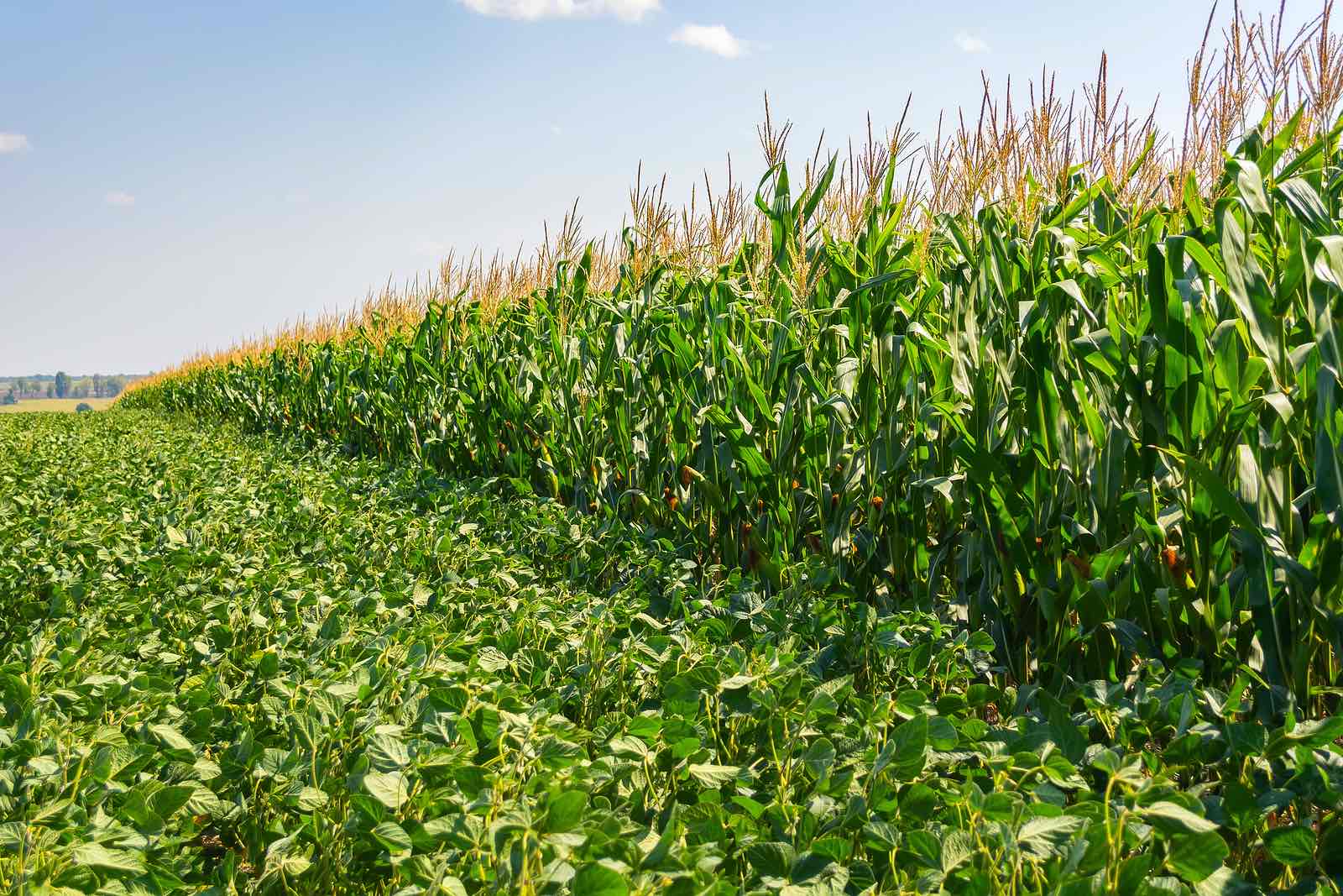 الولايات المتحدة تنتهي من زراعة 27% من الذرة وفول الصويا يصل إلى 18%