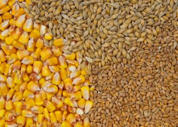 ارتفاع صادرات الحبوب الروسية بنسبة 10% منذ بداية العام 2023-2024