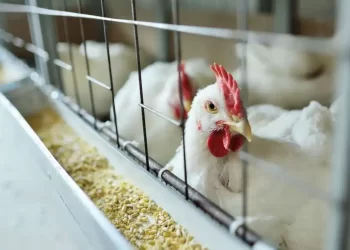 محافظة سوهاج