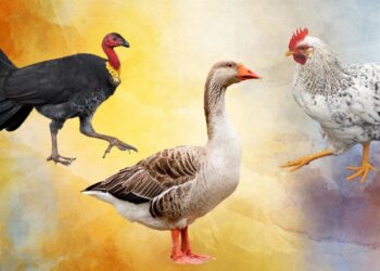 أبرزها الدواجن والبط والألبان.. الحكومة تصدر قرار بمد الإعفاء الجمركي لـ 12 سلعة مستوردة لمدة 3 أشهر