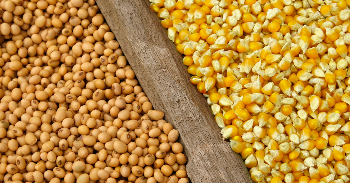 الزراعة الأمريكية تعدل توقعات الذرة وفول الصويا في أمريكا الجنوبية