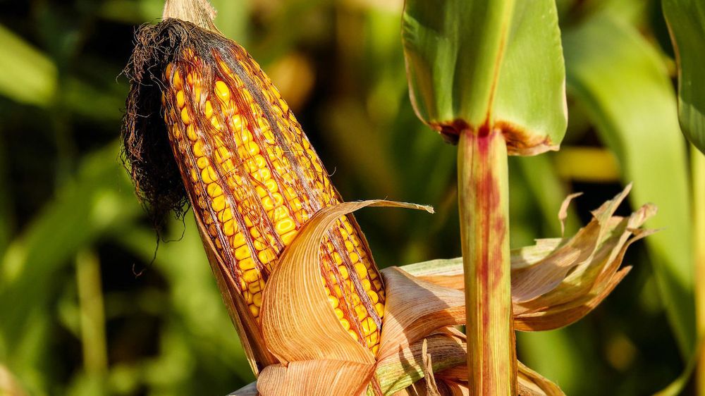 جنوب أفريقيا تخفض توقعاتها لمحصولي الذرة وفول الصويا