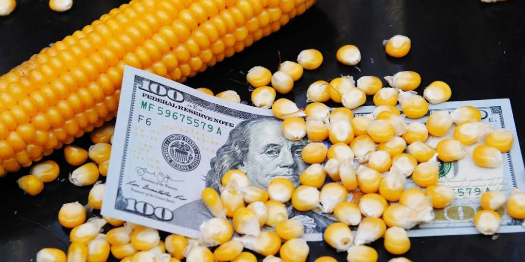 أسعار الذرة في أوكرانيا ترتفع وسط ارتفاع المضاربة في أسعار القمح