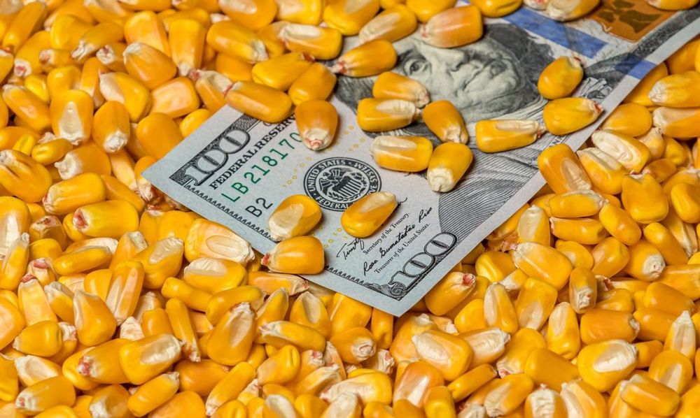 أسعار الذرة في أوكرانيا تستمر في النمو بسبب الطلب القوي.. والطن يتراوح بين 162-166 دولار