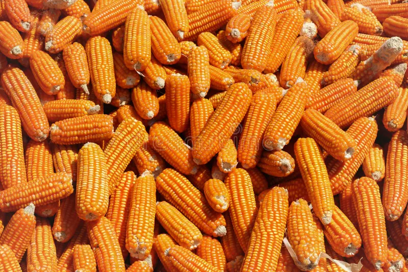 زامبيا تعلق الضرائب على واردات الذرة لمعالجة النقص الناجم عن الجفاف
