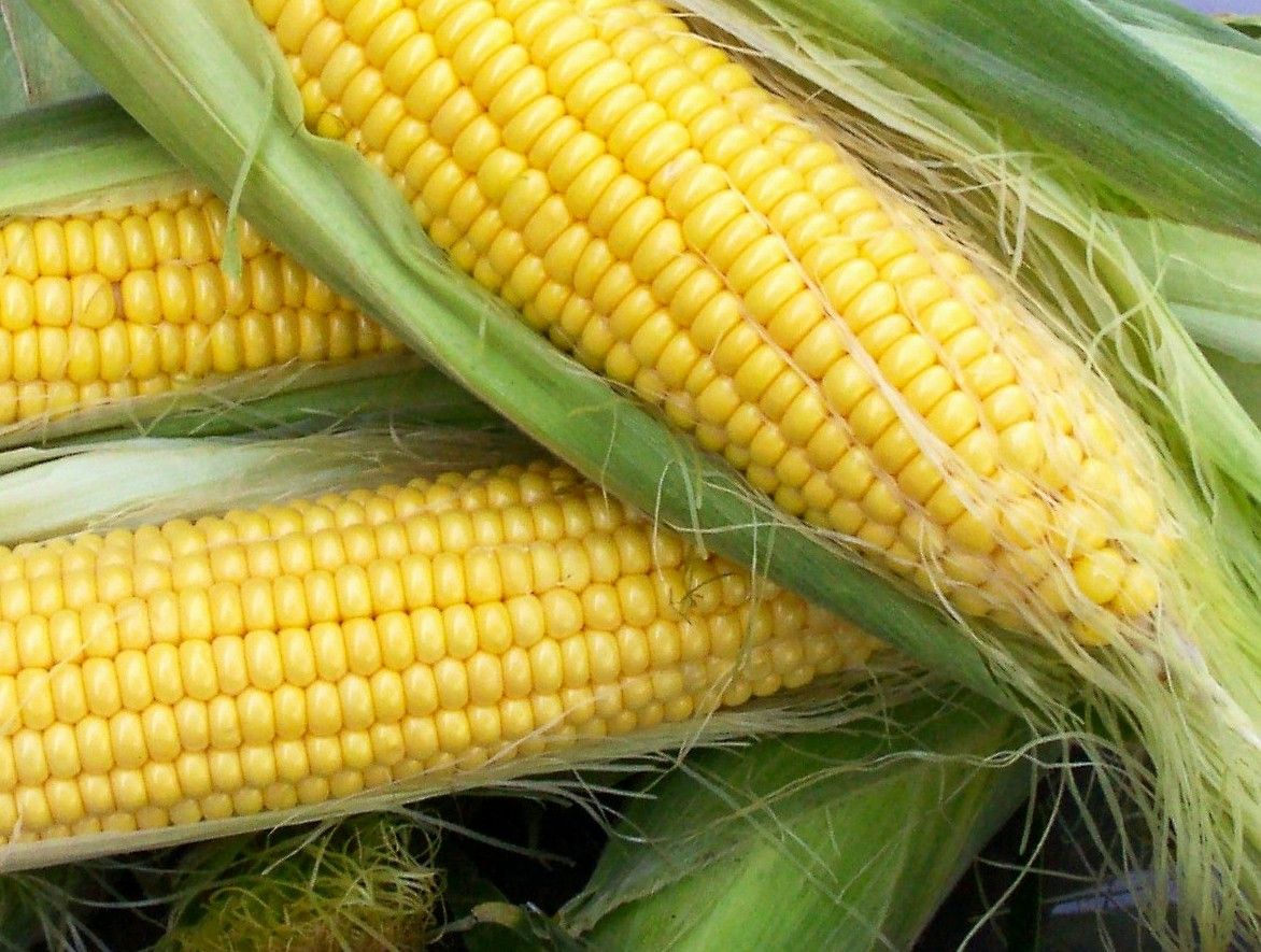 بورصة الحبوب| عقود الذرة تغلق على ارتفاع.. الزراعة الأمريكية تؤكد تباطؤ وتيرة الزراعة