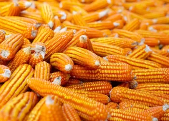واردات مصر من الذرة الصفراء تقفز بنسبة 68.7% خلال أول أربعة أشهر من 2024