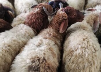 التموين تطرح 20 ألف رأس ماشية و5000 رأس ضأن خلال عيد الأضحي بالمنافذ والمجمعات الاستهلاكية