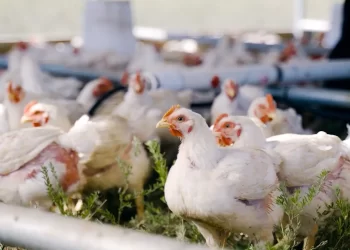 وسط ارتفاع النافق في العنابر.. هل تتمكن الدواجن من الحفاظ على موقعها كأرخص سلعة.. الشعبة تُجيب!