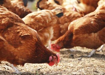 خاص| أحمد رمزي: شريحة الساسو تمثل 30% من إنتاج الدواجن في مصر وهذا هو الوضع بالأسواق