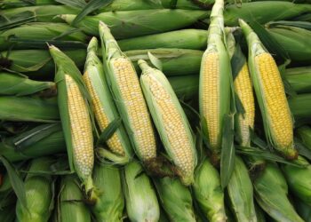 الذرة ترتفع