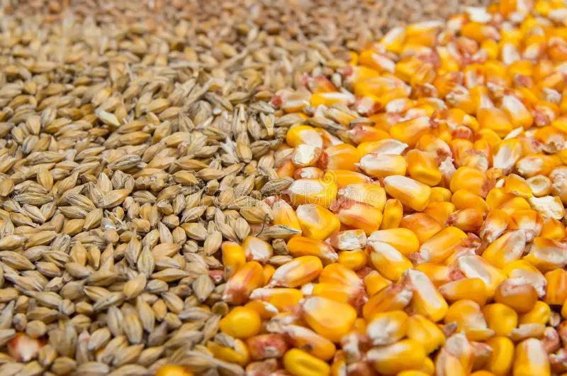 أوكرانيا تصدر أكثر من مليون طن من الحبوب في الأسبوع الأول لشهر مايو