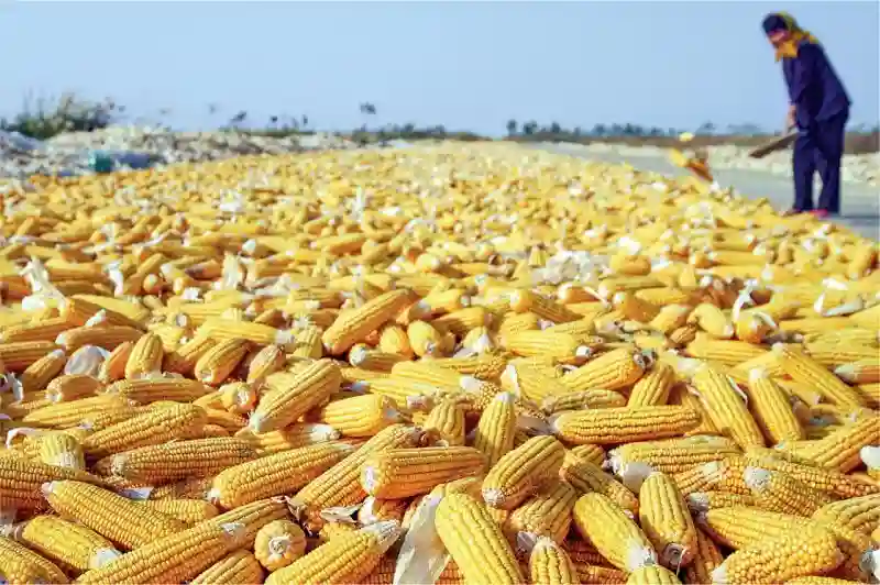 زيمبابوي تحظر بيع وزراعة الذرة المعدلة جينيا