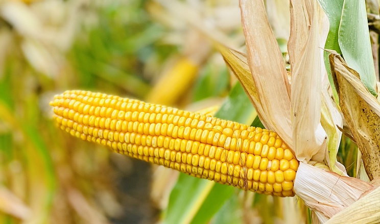 الأمطار تبطئ زراعة الذرة وتقلص توقعات القمح في أكبر مُنتج للحبوب في الاتحاد الأوروبي