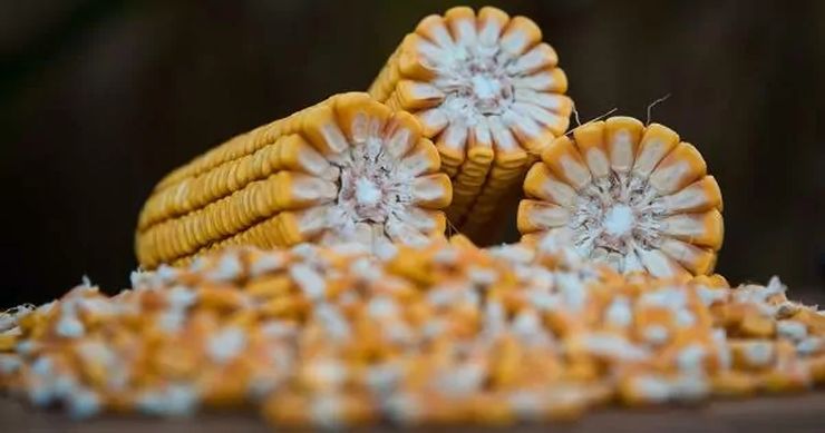 أذربيجان تزيد وارداتها من الذرة بنسبة 34%