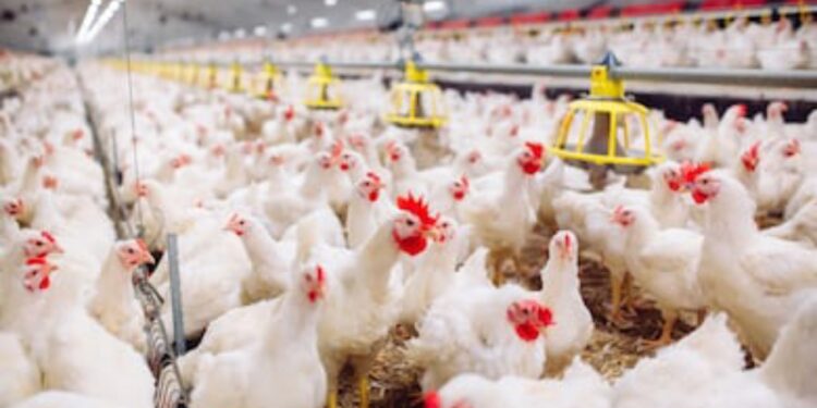 سماسرة الدواجن