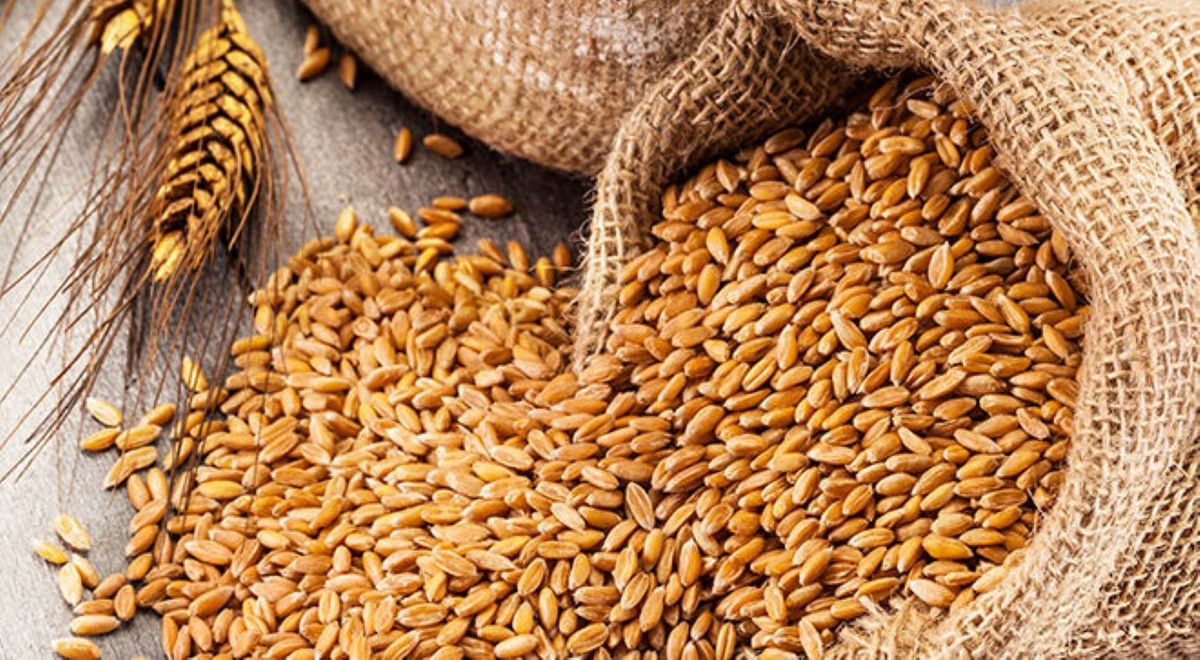 الهند تستعد لاستيراد القمح بعد فجوة دامت 6 سنوات لدعم الاحتياطيات وخفض الأسعار المحلية