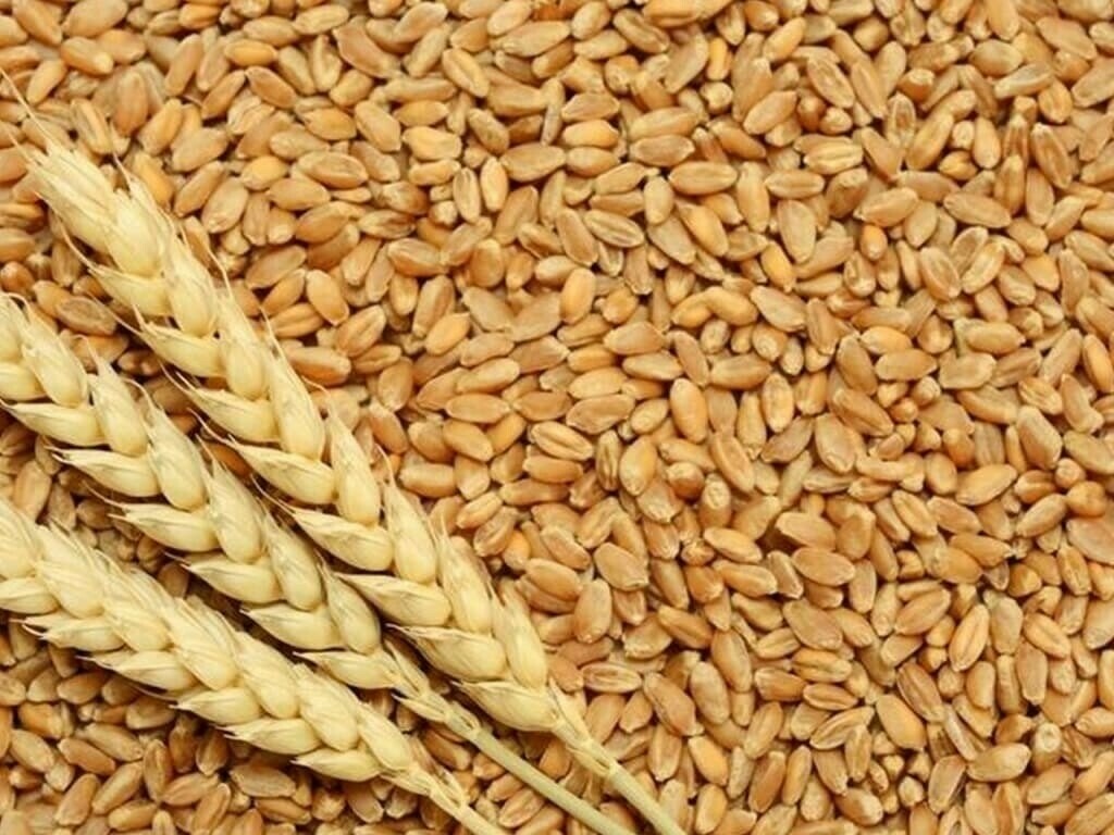 الجفاف يؤثر على إنتاجية القمح في شمال أفريقيا.. بينما تنتعش مصر بحصاد قوي