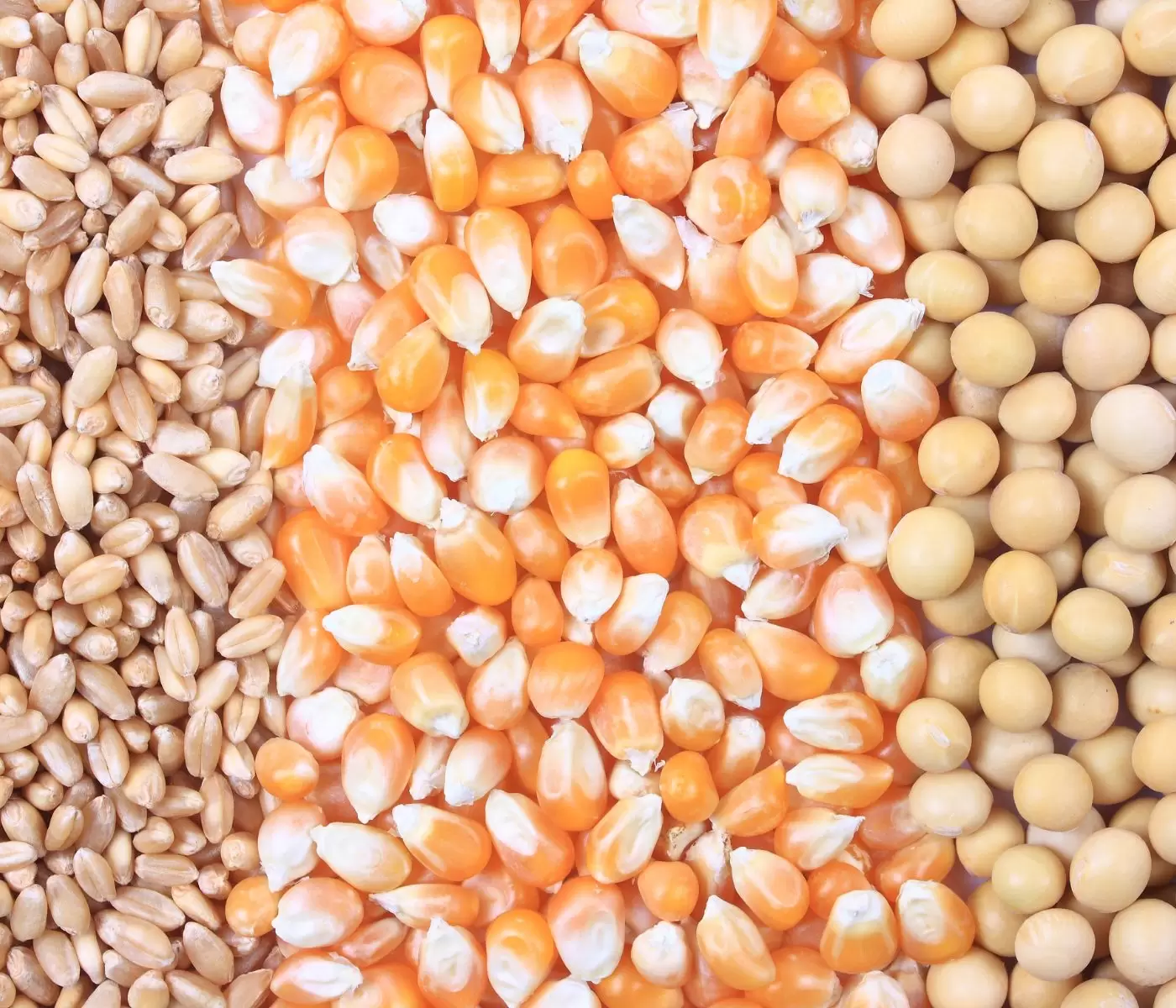المجلس الدولي للحبوب يرفع توقعاته للإنتاج العالمي فول الصويا ويخفض الذرة والقمح في العام المحصولي 2024-25
