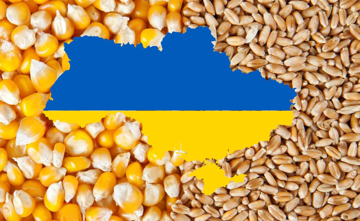 أوكرانيا تخفض صادرات القمح والذرة بمقدار الربع في الموسم المقبل لهذا السبب