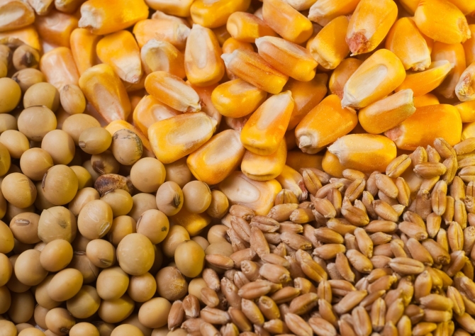 وزارة الزراعة الأميركية تخفض الشحنات الأسبوعية من فول الصويا والذرة والقمح