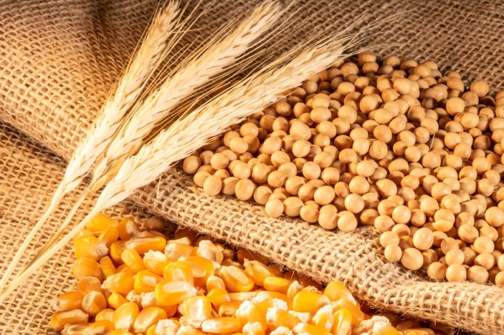 تراجع صادرات كندا من الحبوب والبذور الزيتية 11% منذ بداية الموسم