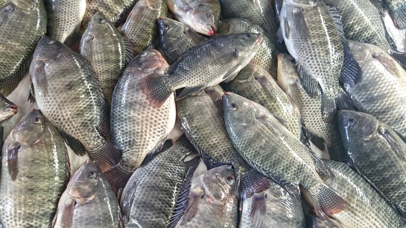 صادرات الأسماك البرازيلية المستزرعة تقدر بمليون دولار خلال 3 أشهر