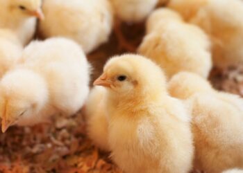 خاص| الوادي جروب يكشف موعد انتهاء أزمة نقص إنتاج الكتاكيت بالأسواق