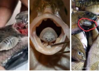 الأيزوبودا آكل لسان السمك