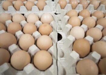 خاص| رشاد حمزة: إقبال شديد ونشاط ملحوظ في أسواق بيض المائدة