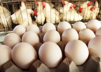 أسعار الدواجن والبيض والكتاكيت اليوم الخميس بالمزارع