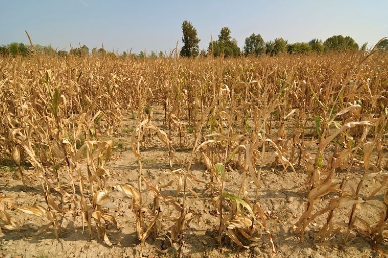 الجفاف يقضى على 60% محصول الذرة في زيمبابوي