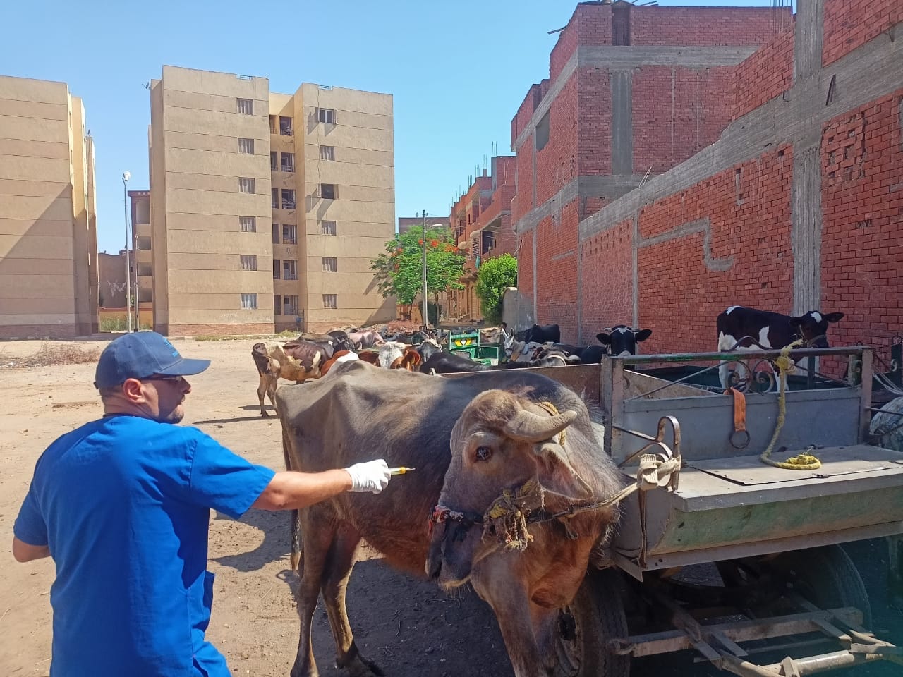 ختام أعمال القافلة البيطرية المجانية بقرى المنوفية وتقديم العلاج والفحص لأكثر من ٤٦٠٠ رأس ماشية