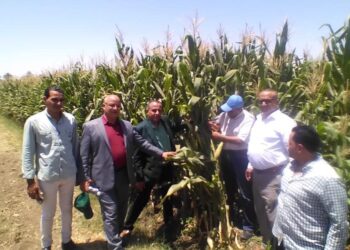 "الزراعة" تتفقد محصول الذرة بالفيوم.. وتؤكد: الحالة العامة للمحصول ممتازة