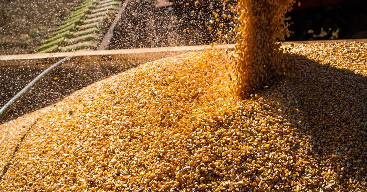 مجلس الحبوب الدولي يزيد بشكل طفيف توقعات محصول فول الصويا العالمي ويثبت الذرة