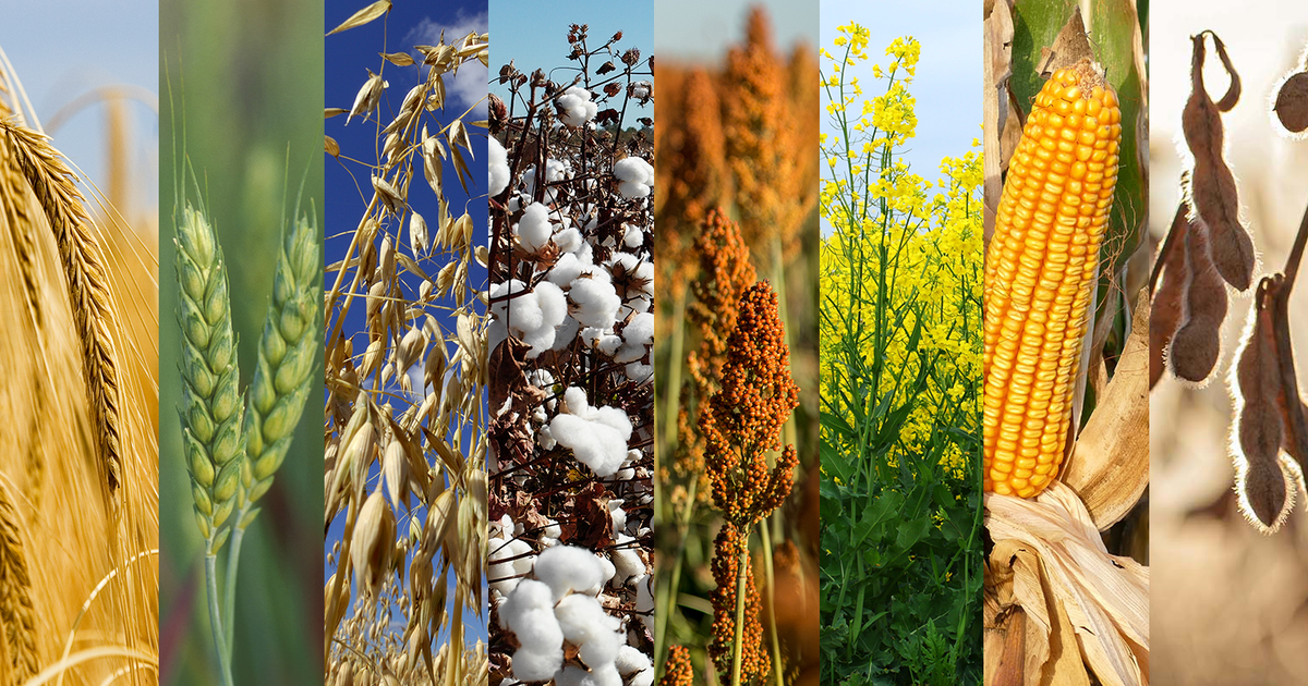 مخزونات الحبوب والبذور الزيتية في روسيا تتراجع عن مستويات العام الماضي