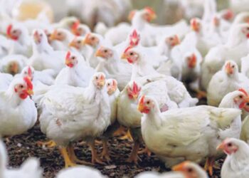 أحمد رمزي يكشف أسباب ارتفاع أسعار الدواجن البيضاء والساسو بعد انخفاضها