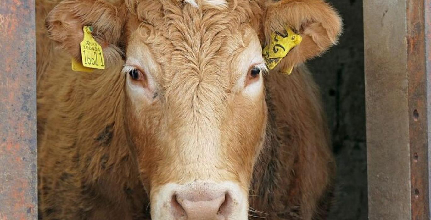 تراجع أسواق الماشية الأمريكية مع سماح الصين باستيراد لحوم الأبقار الروسية والأسترالية