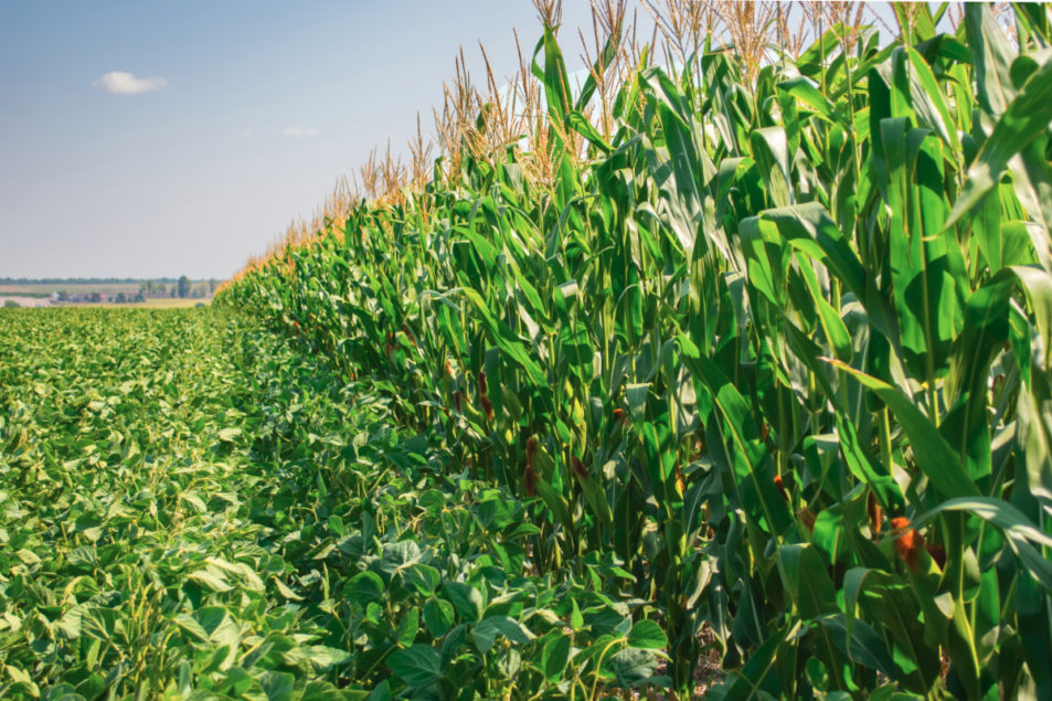وزارة الزراعة الأمريكية تقدر مساحة فول الصويا والذرة بـ34.84 و 37.02 مليون هكتار على التوالي