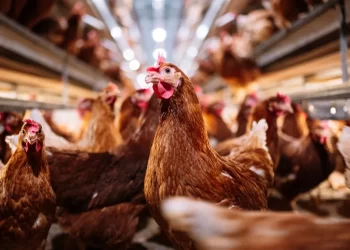 عبد العزيز السيد يكشف سبب عدم دخول قطعان كتاكيت الأمهات جديدة لمصر