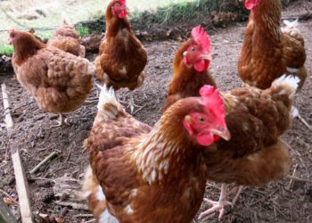 خاص| أحمد رمزي يكشف أسباب ارتفاع أسعار الدواجن الساسو عند 115 جنيه للكيلو