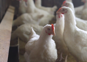 خاص| عبد المغيث يكشف موعد انخفاض أسعار الدواجن