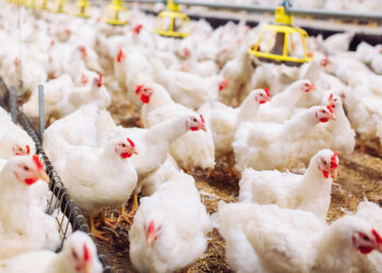 منتجي الدواجن