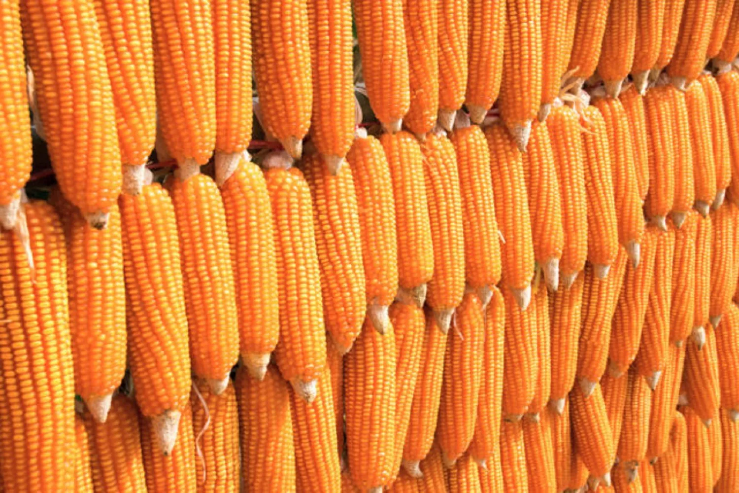 تنزانيا تحث مزارعي الذرة على الاهتمام بأسواق التصدير لتسويق محصولهم